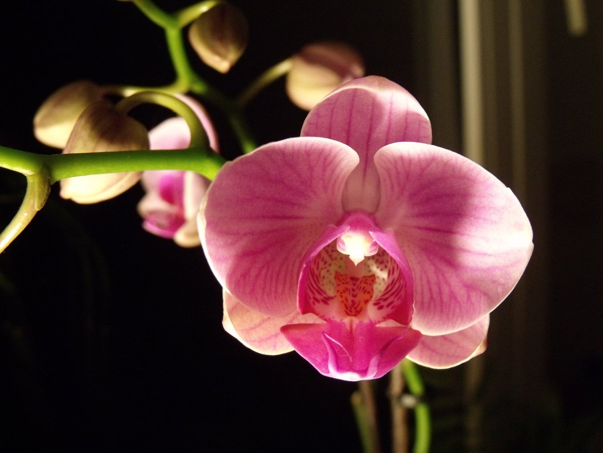 Орхидея фаленопсис Лилак