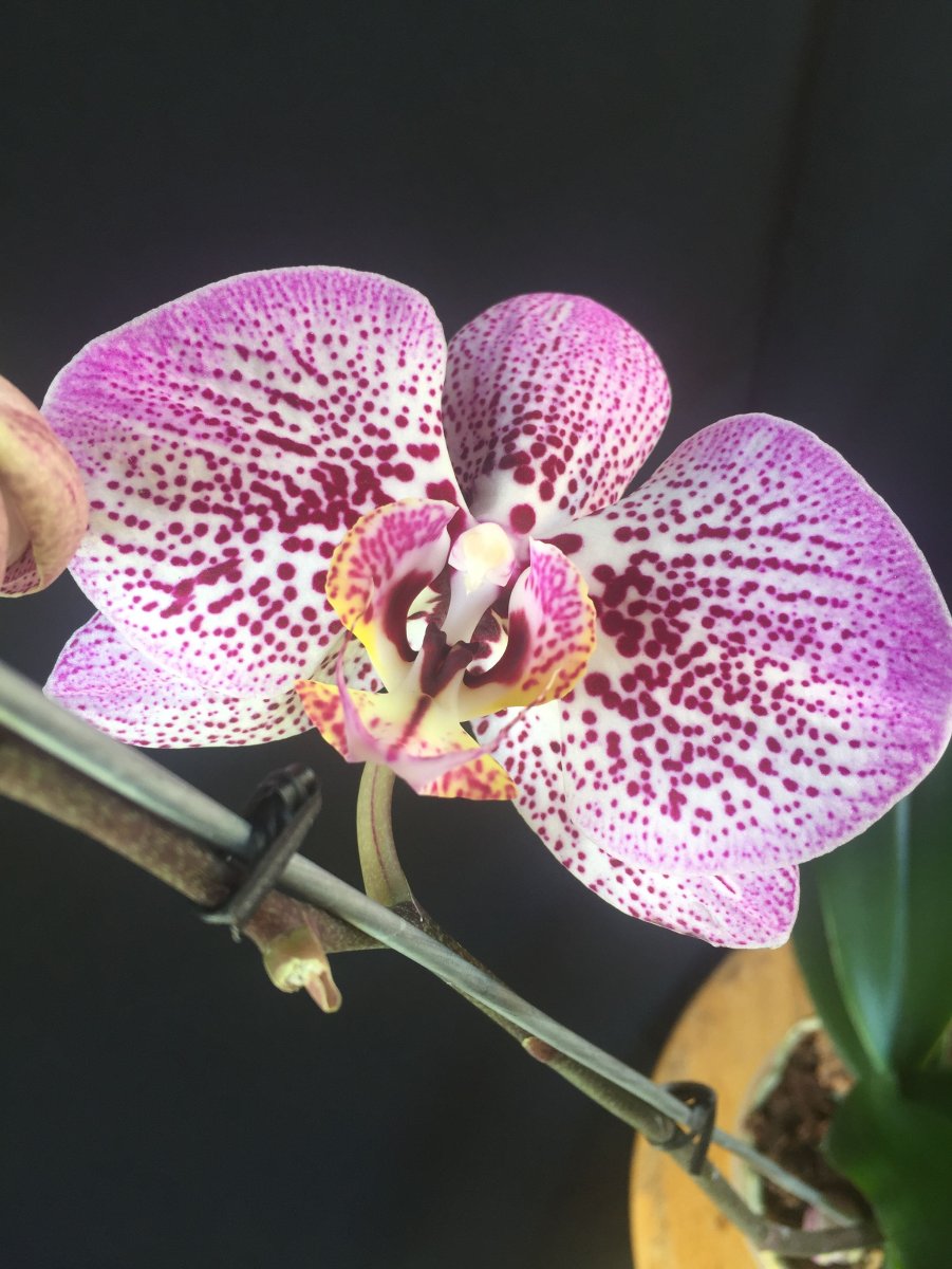 Как ухаживать за орхидеями: освещение и температура, вредители