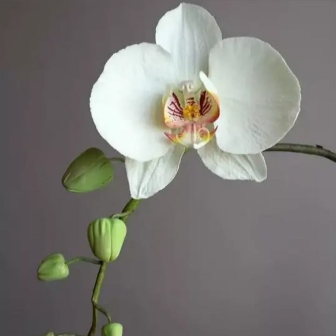 Орхидея Эллен Эллен