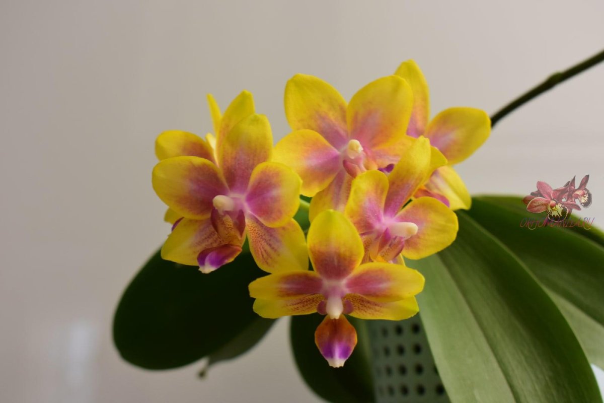 Как ухаживать за орхидеями: освещение и температура, вредители