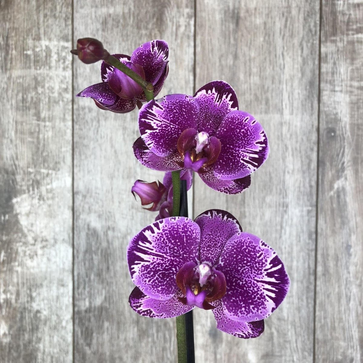 Орхидеи: пересадка и уход в домашних условиях