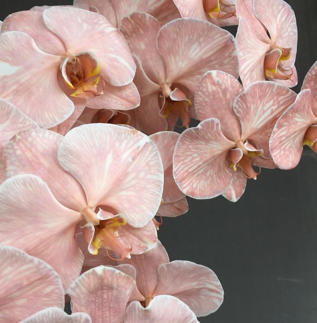 Орхидеи: пересадка и уход в домашних условиях