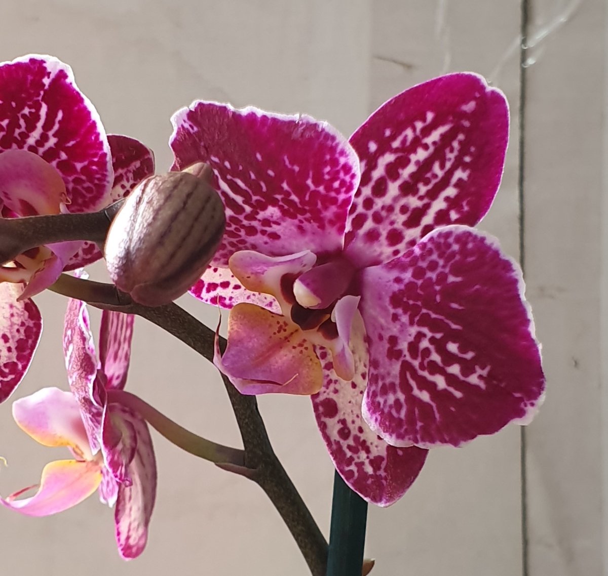 Орхидеи: уход и размножение в домашних условиях