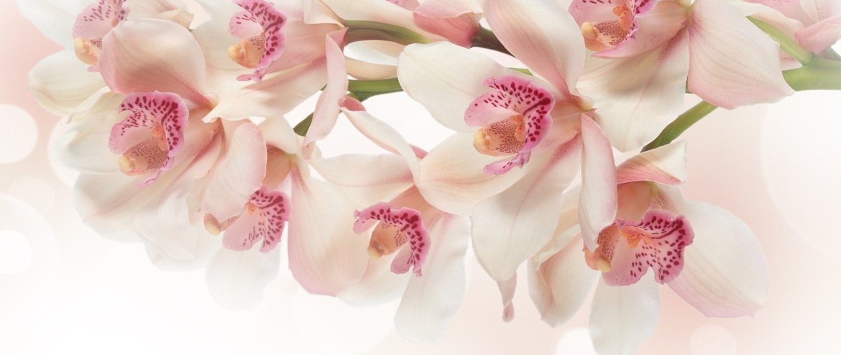 Орхидеи: уход и размножение в домашних условиях