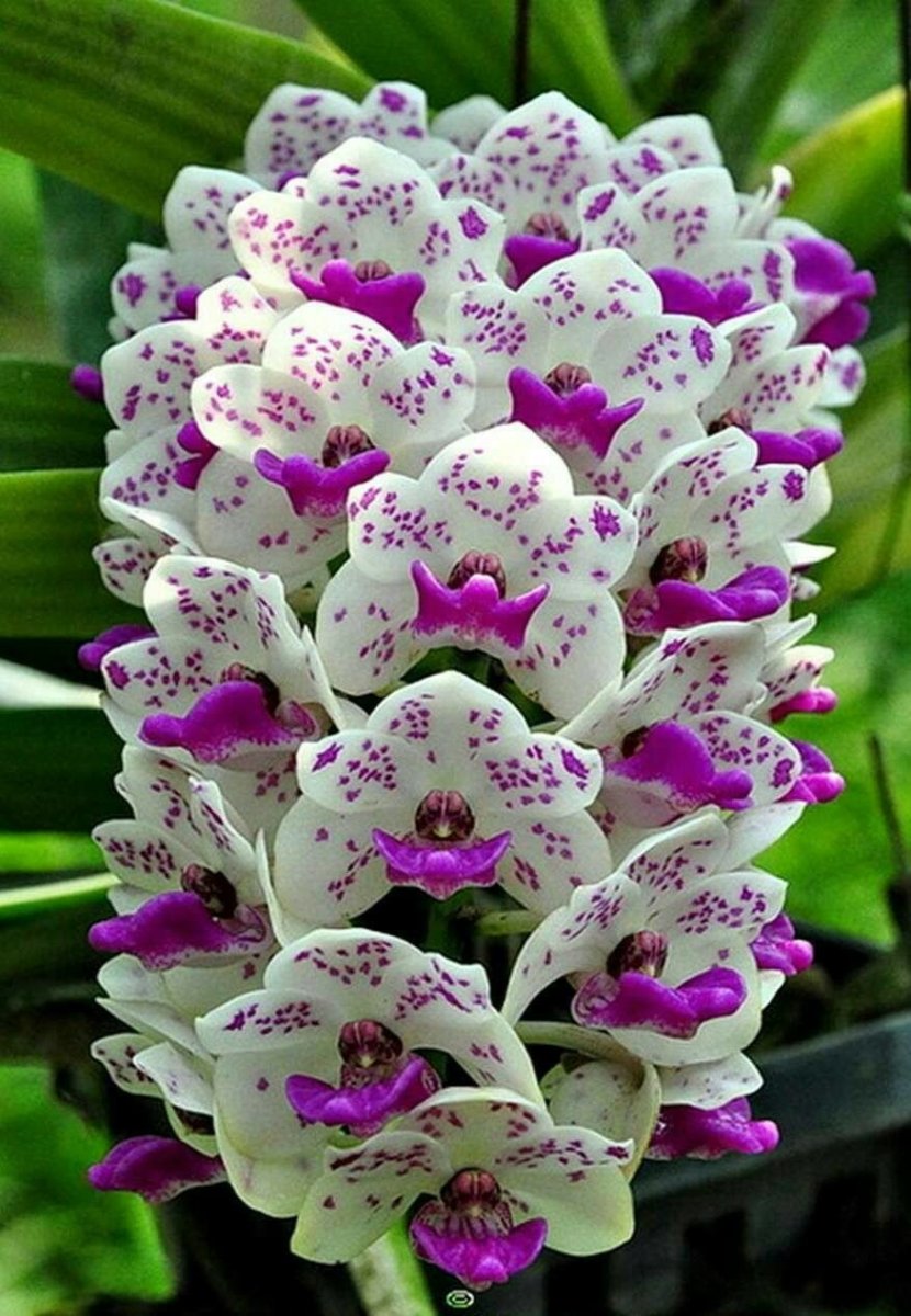Орхидея Бифренария: Уход за орхидеями