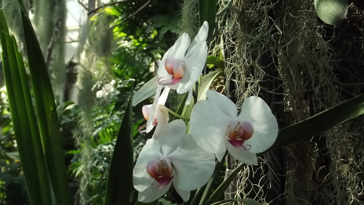 Орхидея Бифренария: Уход за орхидеями