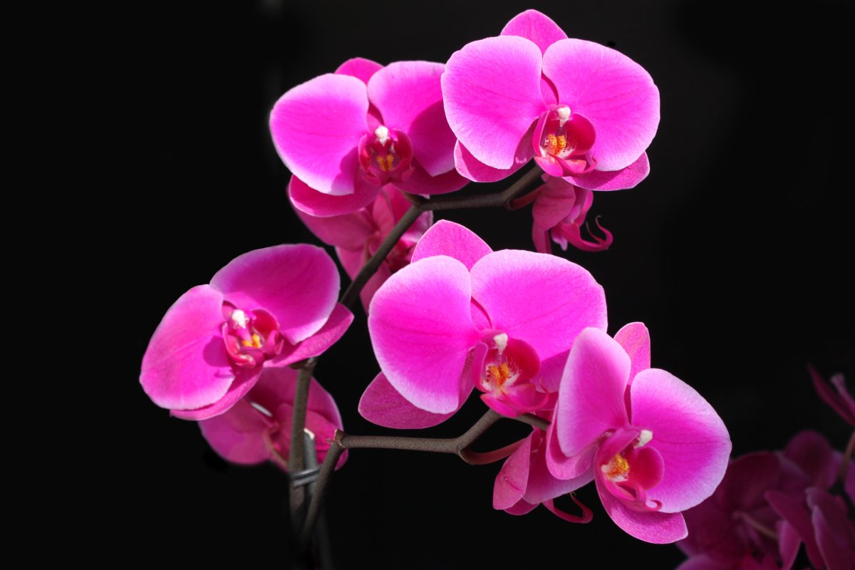 Орхидея stuartiana Pico Chip