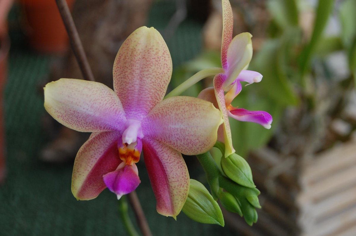 Орхидея фаленопсис Dame Blanche