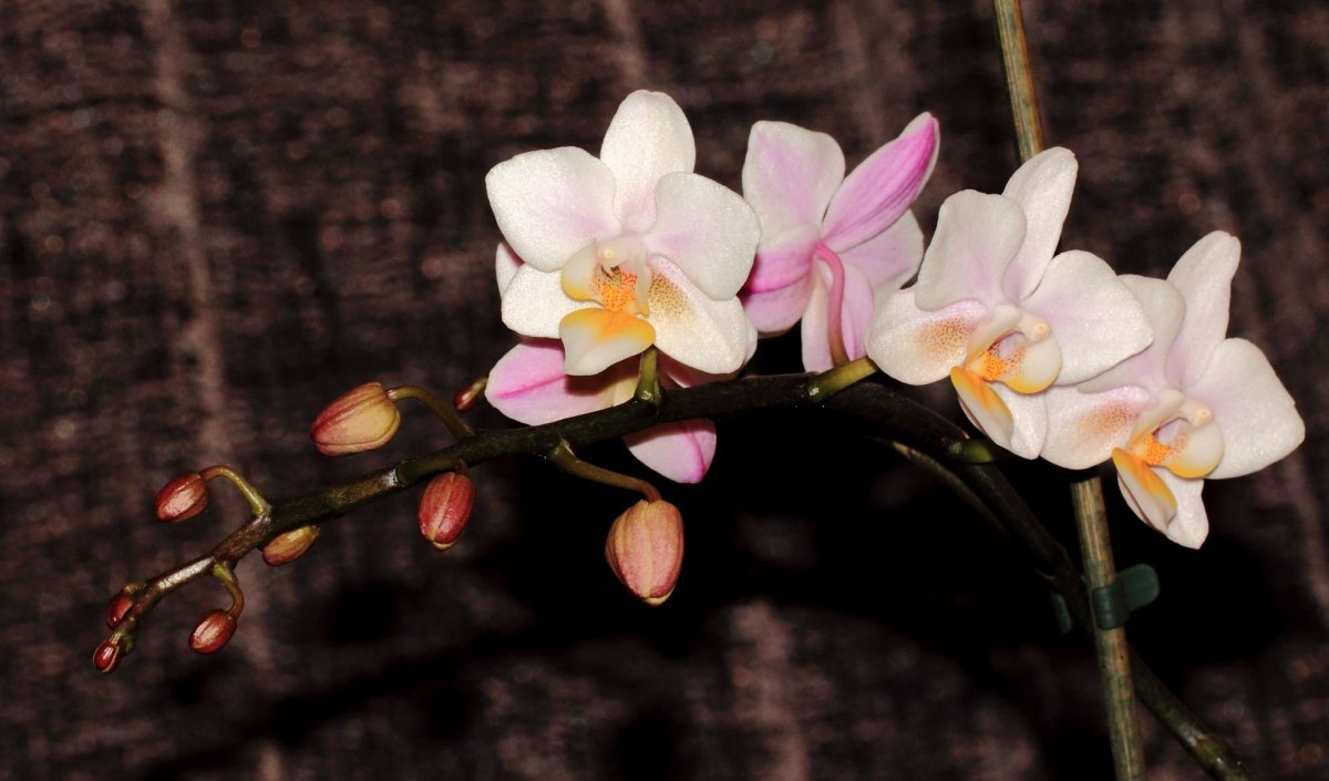 Орхидея Кембридж характеристика сорта