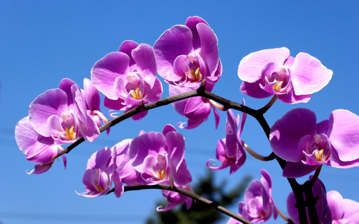 Орхидея фаленопсис: уход в домашних условиях