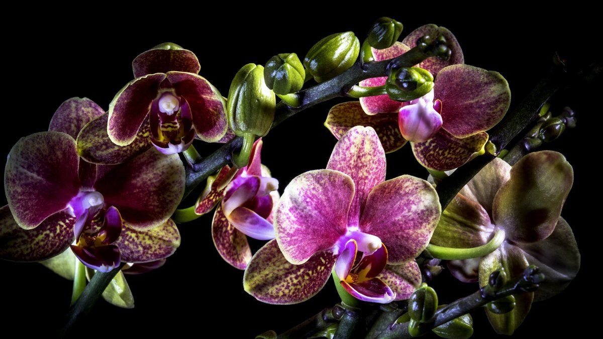 Орхидея фаленопсис: уход в домашних условиях
