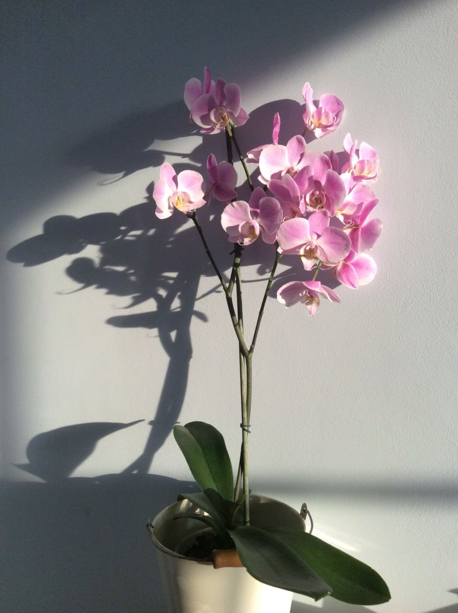 Орхидея сорта Ванда. Как поливать орхидею