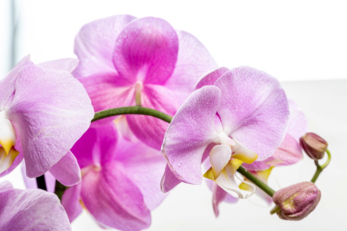 Орхидея сорта Ванда. Как поливать орхидею