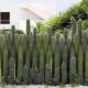 o-polze-kaktusov-2