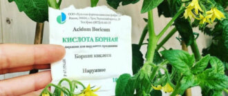 bornaya-kislota-dlya-tomatov-2