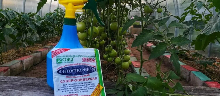 fitosporin-dlya-tomatov-2