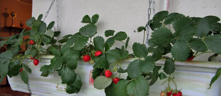 klubnika-na-balkone-2