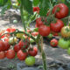 nizkoroslye-pomidory-2