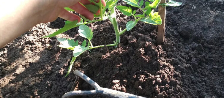 nuzhno-li-okuchivat-pomidory-2