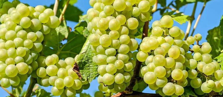 obrabotka-vinograda-pishhevoj-sodoj-2
