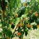 persik-zimostoykiy-vyraschivanie-persikov-3
