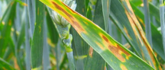 Амистар Экстра 280 SC: эффективная защита зерновых культур от болезней и оптимизация роста