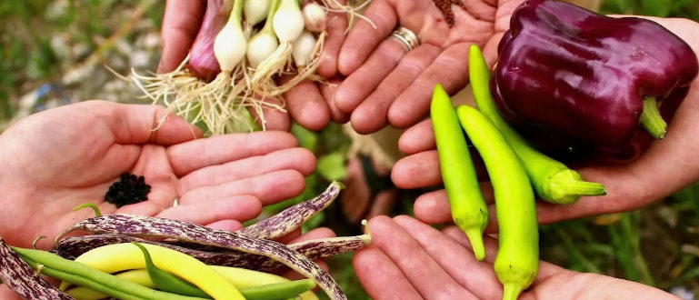 Выбор семян овощных и цветочных культур